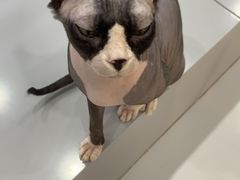 -糯米喵星人·撸猫猫舍咖啡馆(西市场嘉华店)