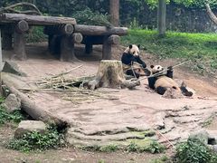 -都江堰中华大熊猫苑