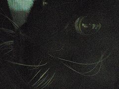 -艾贝尔宠物医院·24H转诊中心·肿瘤猫专科(江宁双龙店)