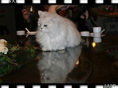 2小猫也上桌子了-向阳屯食村