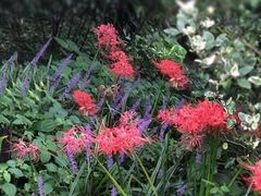 -上海滨江森林公园