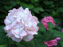 -上海滨江森林公园