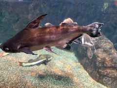 -太平洋海底世界