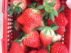 -海上花岛玫瑰园采摘