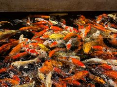-龙悦湾酒家·八阵鱼生·渔人码头店