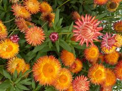 -春花秋色城市公园