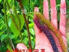 -普迪生态园