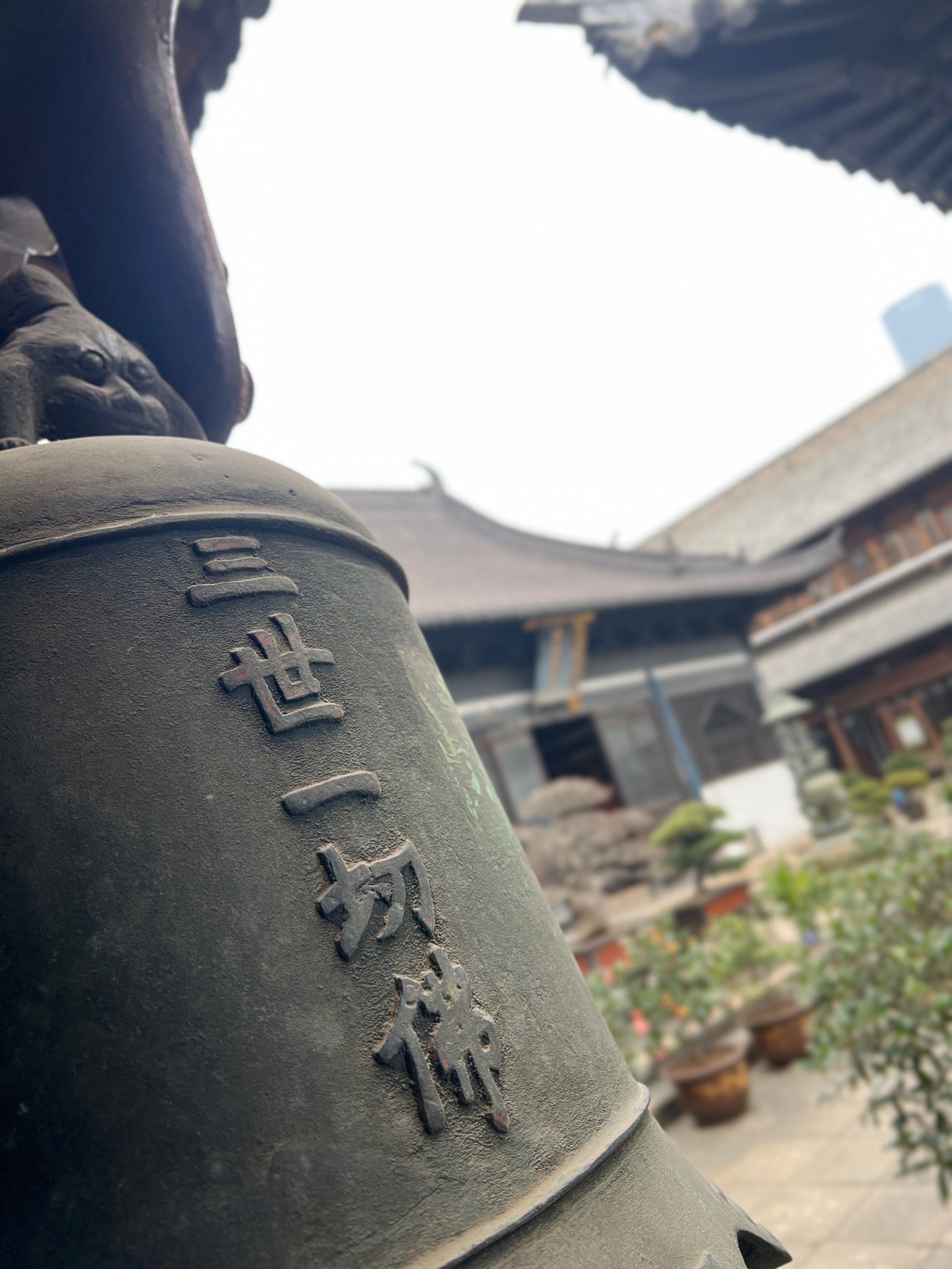 带外婆来真如寺喂小鸽子,老年人免票哦