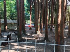 -武陵山森林公园