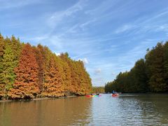 -上海海湾国家森林公园