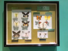 -上海昆虫博物馆