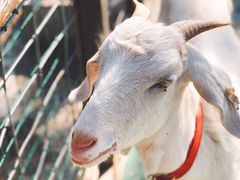 -前小桔亲子创意农场·草莓采摘·露营烧烤