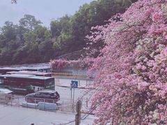 -深圳仙湖植物园