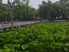 -四川大学(望江校区)