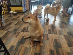 -柴源莊·柴小宠柴犬咖啡
