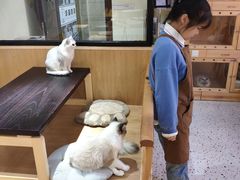 -滚猫咖啡·猫咖·猫友好撸猫(未来城店)