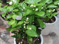 -秦美花卉(天朗·莱茵小城2期店)