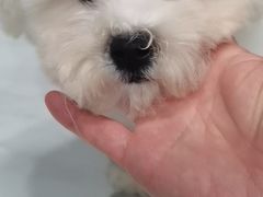 -翊宠yipet猫狗购宠庄园犬舍•猫舍