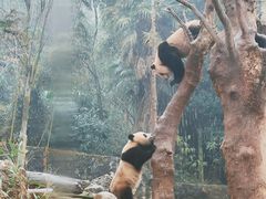 -都江堰中华大熊猫苑