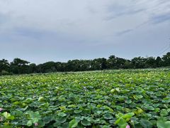 -梁鸿国家湿地公园