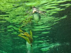 -悉尼海洋生物水族馆