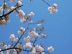 -花开海上生态园