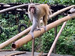 -西双版纳原始森林公园