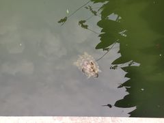 -三亚南山文化旅游区