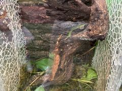 -正佳雨林生态植物园
