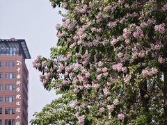-中关村茶点