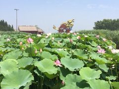 iphone_upload_pic-白洋淀景区