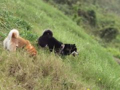 -柴务处·柴犬主题狗咖