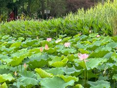 -顺峰山公园