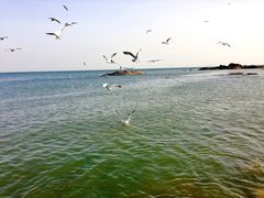 -海合安青岛极地海洋公园