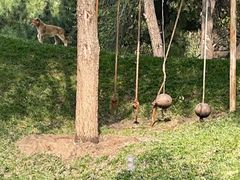 -北京野生动物园
