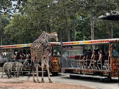 -清迈夜间动物园