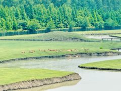 -溱湖国家湿地公园