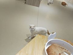 -藏猫猫咖啡主题馆(中央大道店)