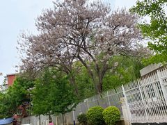 -启明东润幼儿园(东润园)