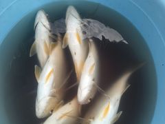 -鑫艋游艇海钓俱乐部