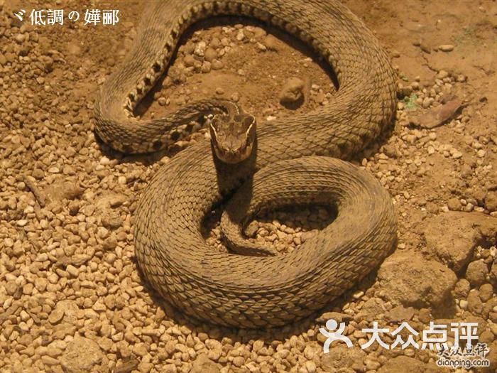 上海动物园毒蛇图片-北京动物园-大众点评网