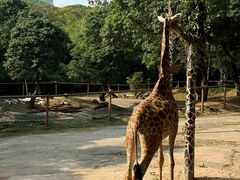 -深圳野生动物园