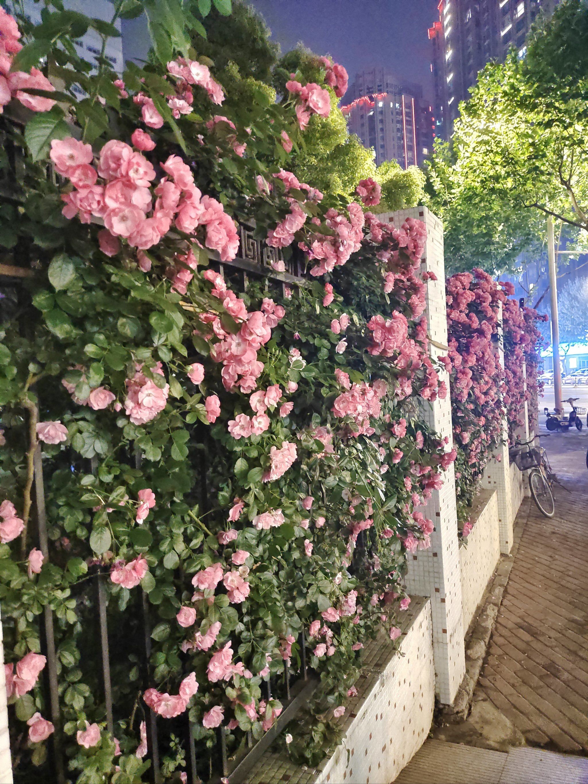 这边花墙太好看太好拍啊