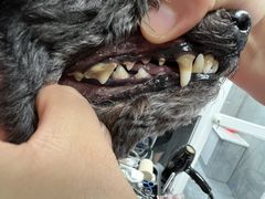 -宠福鑫康馨动物医院·骨科·眼科