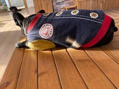 -猫的茶·猫咖