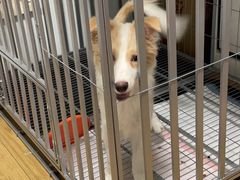 -翊宠yipet猫狗购宠庄园犬舍•猫舍