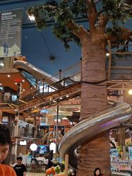 -卡通尼·Safari非洲探索乐园·生日会(金桥国际商业广场店)