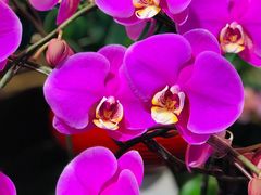 -双季花艺园艺市场(浦东店)