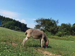 -武陵山森林公园