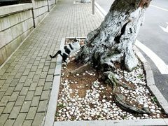 -八大关景区